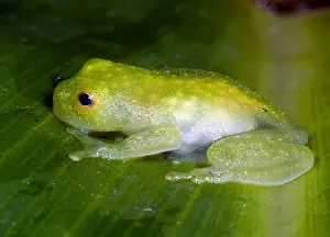 2007 Prints: Glass Frog
