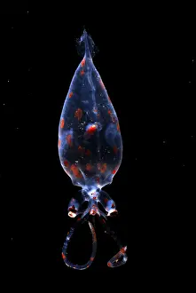 Cephalopod Prints: Glass Squid
