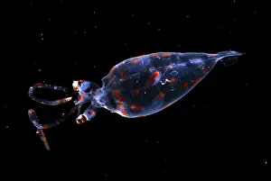 Cephalopod Prints: Glass Squid
