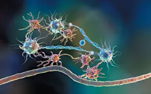 System Prints: Glia and Neurons, Medical Illustration