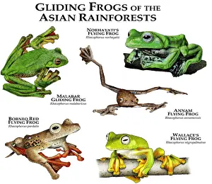 Flying Prints: Gliding Frogs of the Asian Rainforests