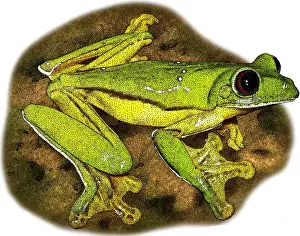 Gliding Prints: Gliding Tree Frog, Illustration