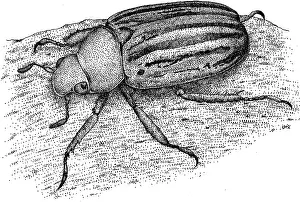 Beetle Prints: Glorious Beetle