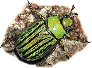 Beetle Prints: Glorious Beetle, Illustration
