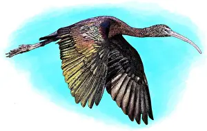 Wading Prints: Glossy Ibis