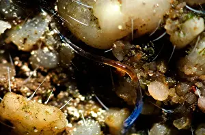 Attractions Prints: Glowworm