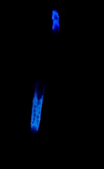 Insect Prints: Glowworm