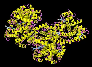 Glycosylated (or Glycated) Hemoglobin