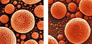 Ions Prints: Gold Atoms, SEM vs. SHIM