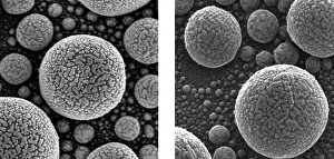 Atoms Prints: Gold Atoms, SEM vs. SHIM