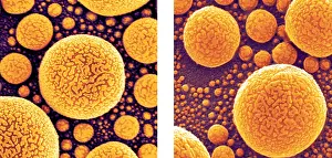 Technology Prints: Gold Atoms, SEM vs. SHIM