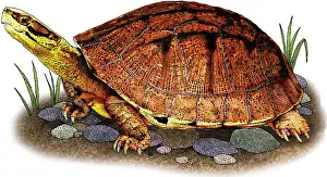 China Prints: Gold Coin Turtle