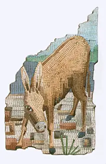 More Science & Medical Prints: The Golden Ass