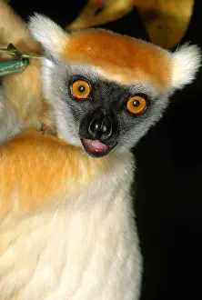 Closeup Prints: Golden-crowned Sifaka