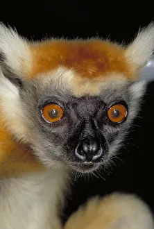Face Prints: Golden crowned sifaka, Madagascar