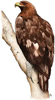 Plain Prints: Golden Eagle