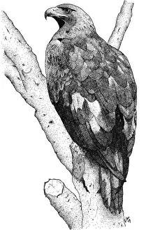 Plain Prints: Golden Eagle