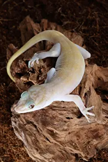 Golden Prints: Golden Gecko (Gekko badenii)