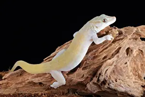2017 Prints: Golden Gecko (Gekko badenii)
