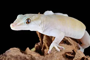 Squamate Prints: Golden Gecko (Gekko badenii)