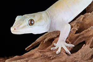 Many Science & Medical Prints: Golden Gecko (Gekko badenii)