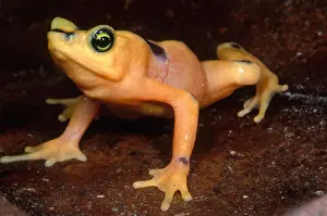 Golden Prints: Golden Harlequin Frog