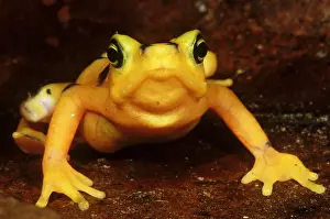 Golden Prints: Golden Harlequin Frog