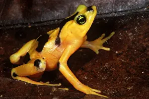 Golden Prints: Golden Harlequin Frog