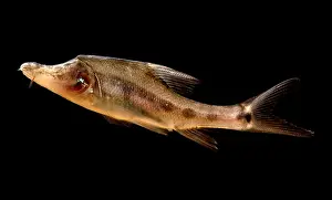 Lines Prints: Golden Line Barbel