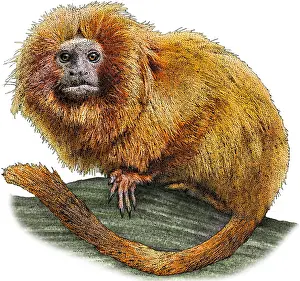 Golden Prints: Golden Lion Tamarin