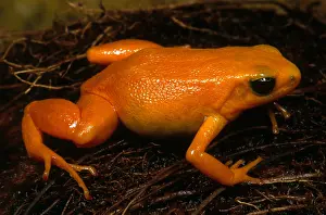 2007 Prints: Golden Mantella