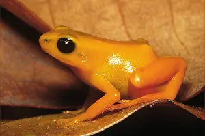 Captivity Prints: Golden Mantella Frog (Mantella aurantiaca)