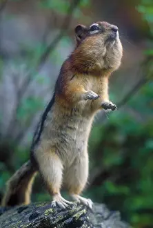 Ground Prints: Golden mantled ground squirrel