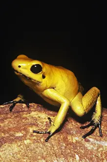 Pigment Prints: Golden Poison Frog, orange phase