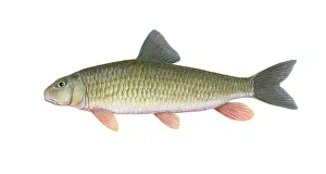 Golden Prints: Golden Redhorse (Moxostoma erythrurum)