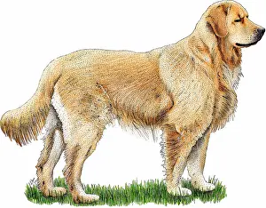 Companion Prints: Golden retriever