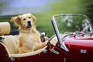 Golden Prints: Golden Retriever in Car