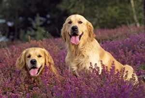 Field Prints: Golden Retriever Dogs in heather