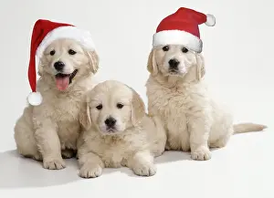 Studio Prints: Golden Retriever Puppies with Christmas hats
