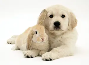 Studio Prints: Golden Retriever Puppy with Lop Ear Bunny Rabbit