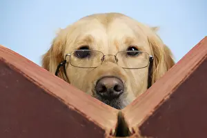 Book Prints: Golden Retriever Reading Book, Classic Vintage Humor