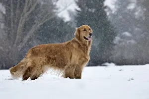 Dogs Prints: Golden Retriever in Snow