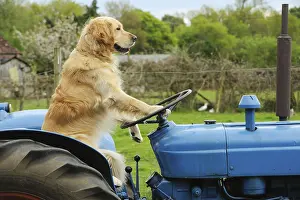View Prints: Golden Retriever on Tractor