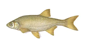 Best Sellers Part II Prints: Golden Shiner Fish, Illustration