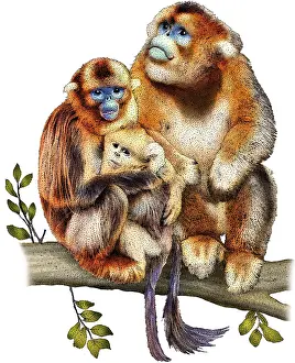 Primate Prints: Golden snub nosed monkeys