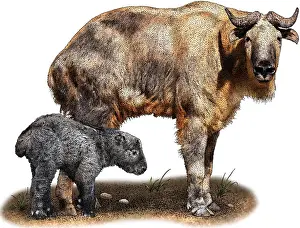 Cattle Prints: Golden takin