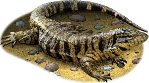 Golden Prints: Golden Tegu
