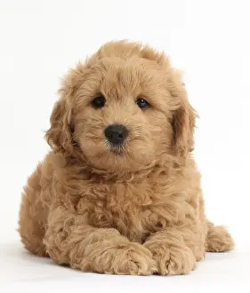 Golden Prints: Goldendoodle Puppy