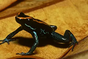 Central Prints: Golfodulcean Poison Frog
