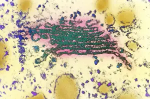 : Golgi Apparatus, Cell organelle, Eukaryote, Microbiology